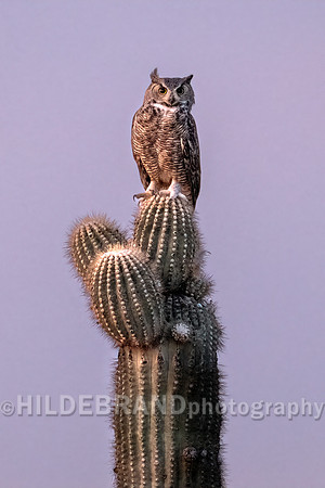 Great Horned Owl