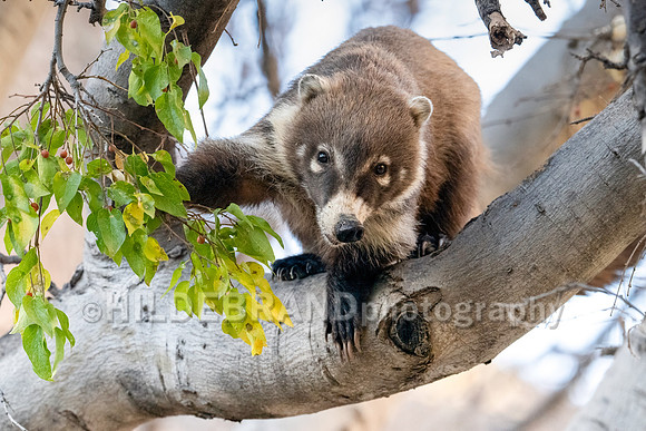 Coatimundi