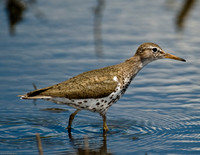 Spotted Sandpiper