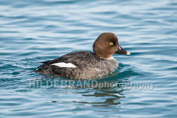 Common Goldeneye