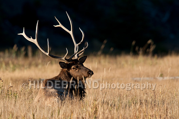 Resting Elk