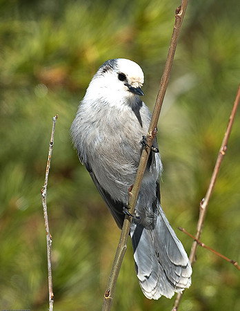 Gray Jay