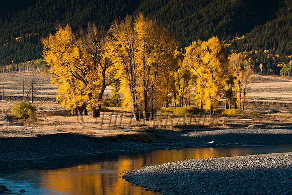 Morning Reflection