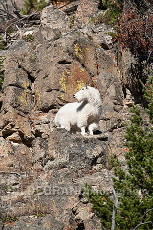 Mountain Goat