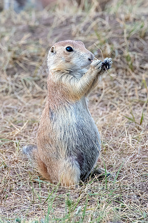 Prairie Dog