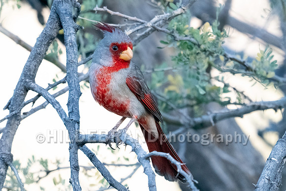Pyrrhuloxia