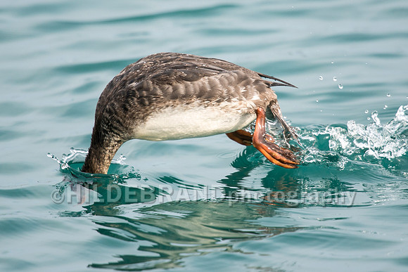 Red-breasted Merganser