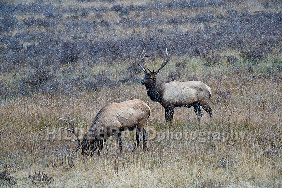 Bull Elk