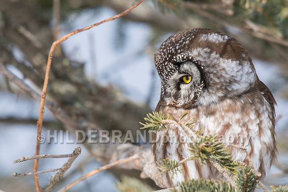 Boreal Owl