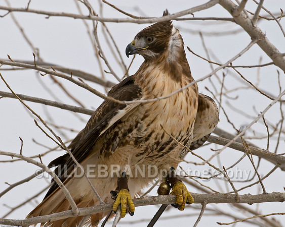 Red-Tail Hawk