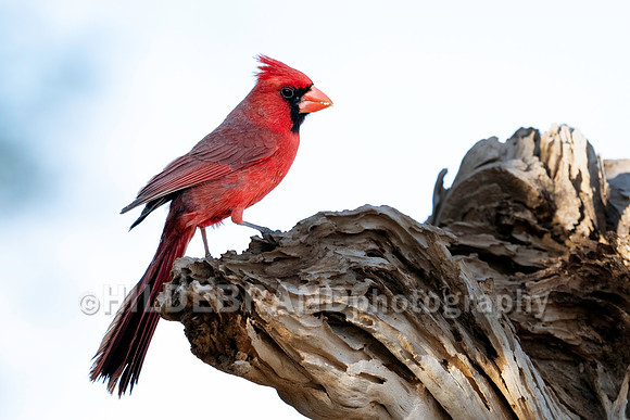 Northern Cardinal