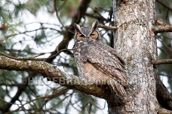 Great Horned Owl