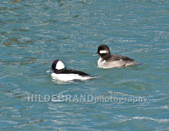 Bufflehead-Breeding Pair