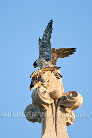 Mating Peregrine Falcons