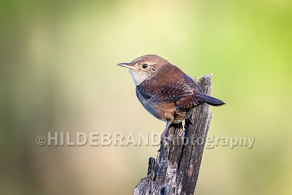 House Wren