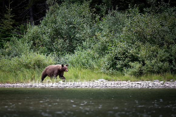 Black Bear