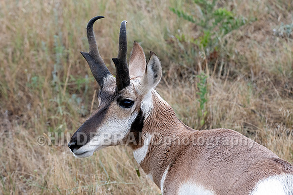 Pronghorn Antelope