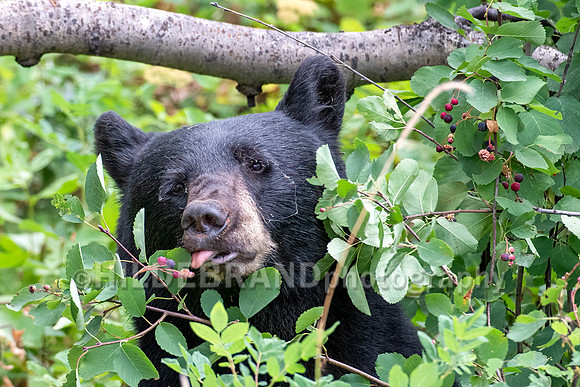 Black Bear