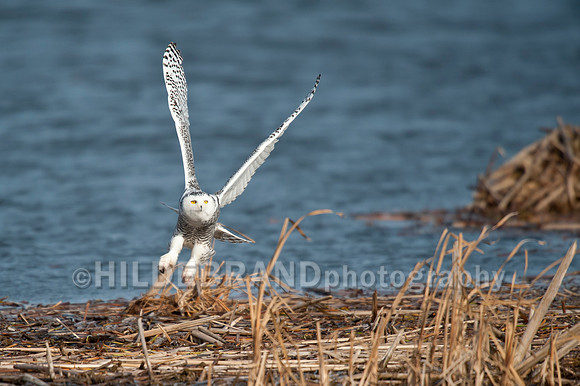 Snowy Owl