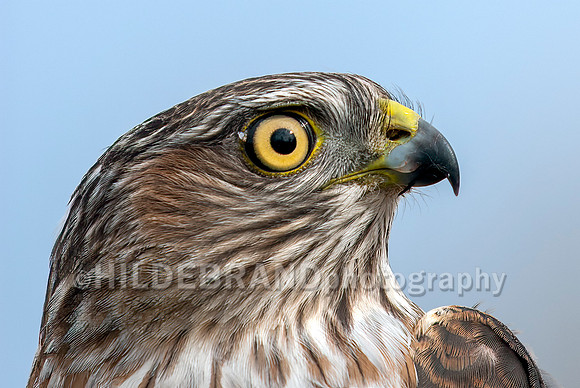 Sharp-shinned Hawk