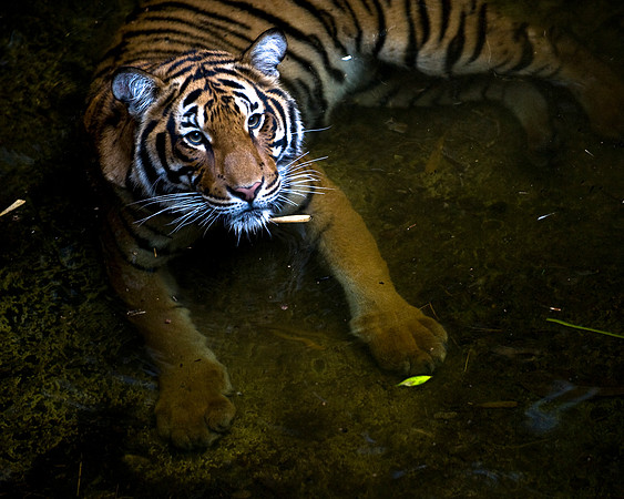 Tiger in Water #2
