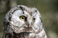 Boreal Owl
