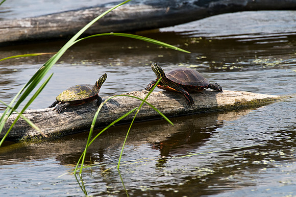 Painted Turtle