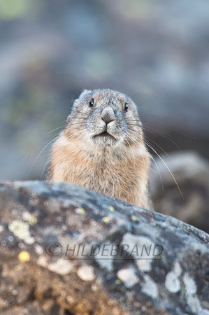 American Pika