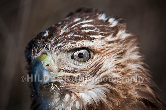 Red-tail Portrait