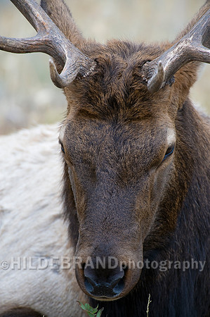 Bull Elk