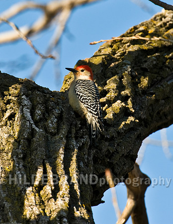 Red-Bellied Woodpecker