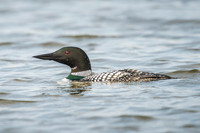 Common Loon