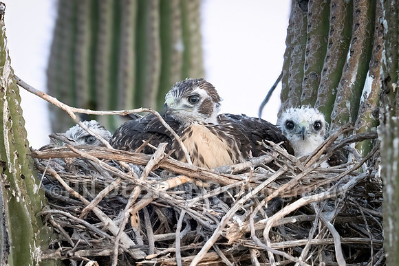 Red-tailed Hawk chicks