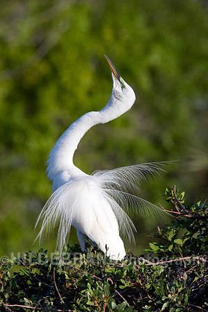 Great Egret