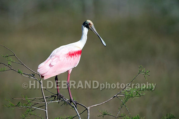 Roseate Spoonbill