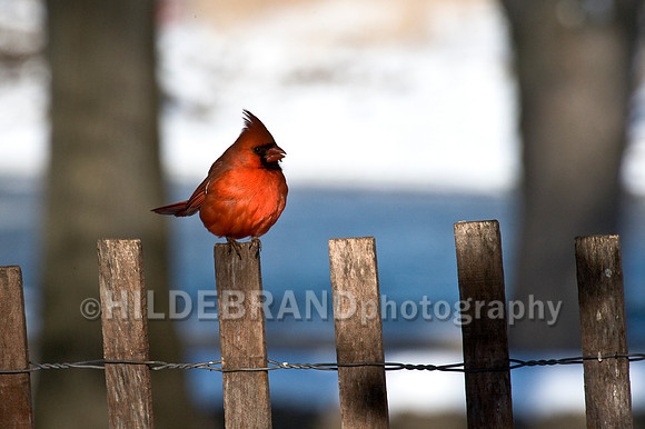 Northern Cardinal