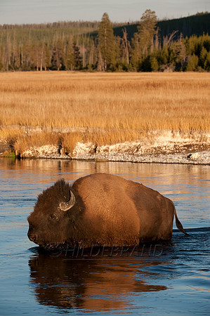 Bison