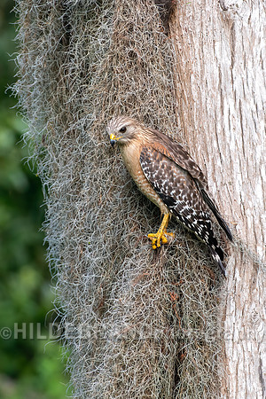 Red-shouldered hawk