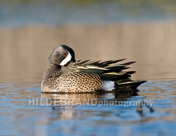 Blue-Winged Teal