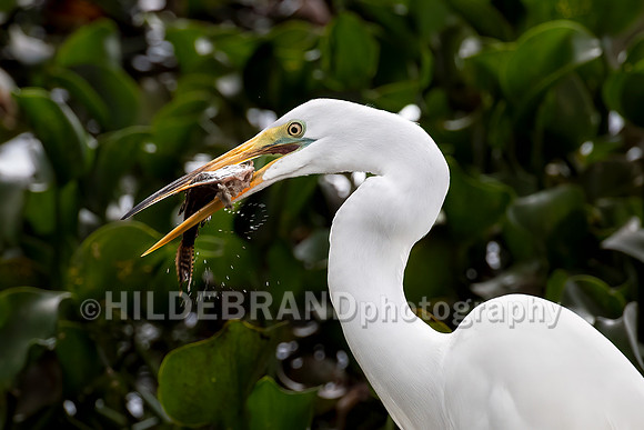 Great Egret