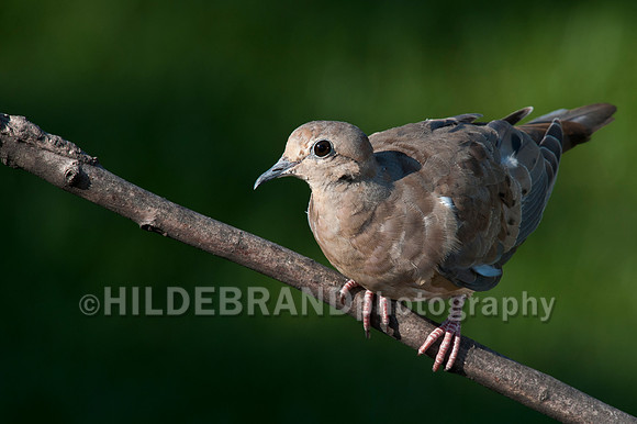 Mourning Dove