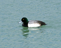 Greater Scaup