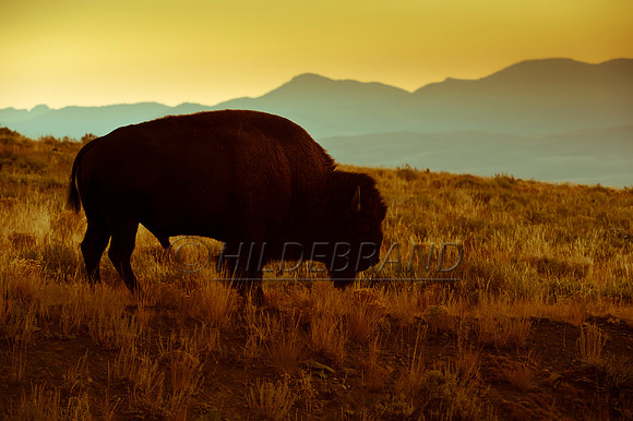 Yesteryear Bison