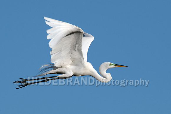 Great Egret