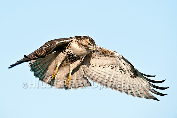 Immature Red-tailed Hawk