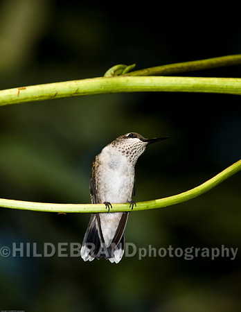 Ruby-Throated Hummingbird