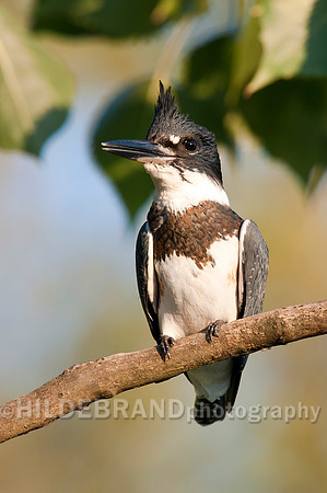 Belted Kingfisher