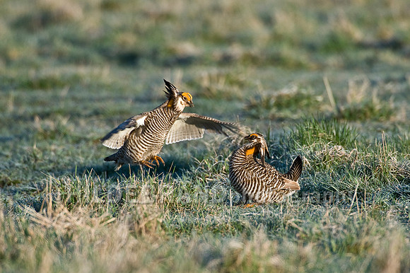 Greater Prairie Chicken
