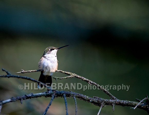 Ruby-Throated Hummingbird
