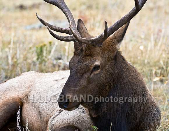 Bull Elk